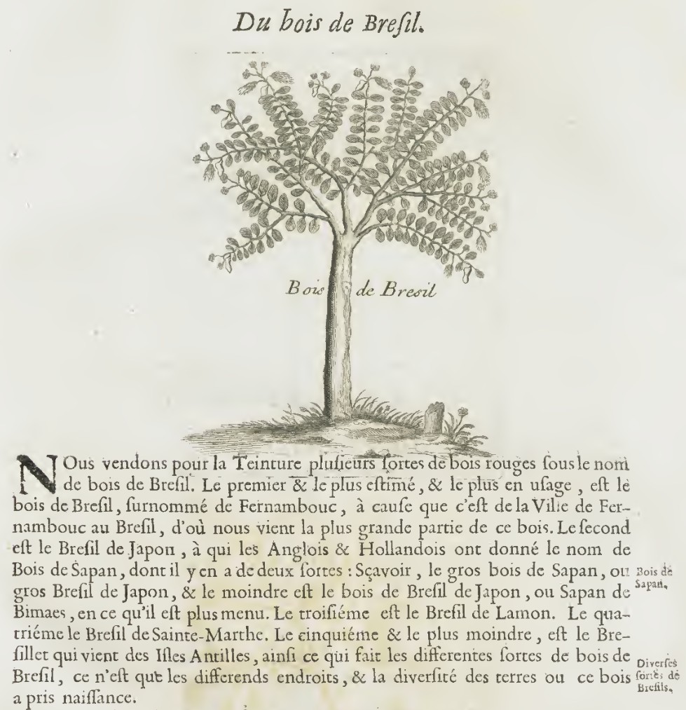 Botanical illustration and chapter on Bois de Bresil, Pomet 1694