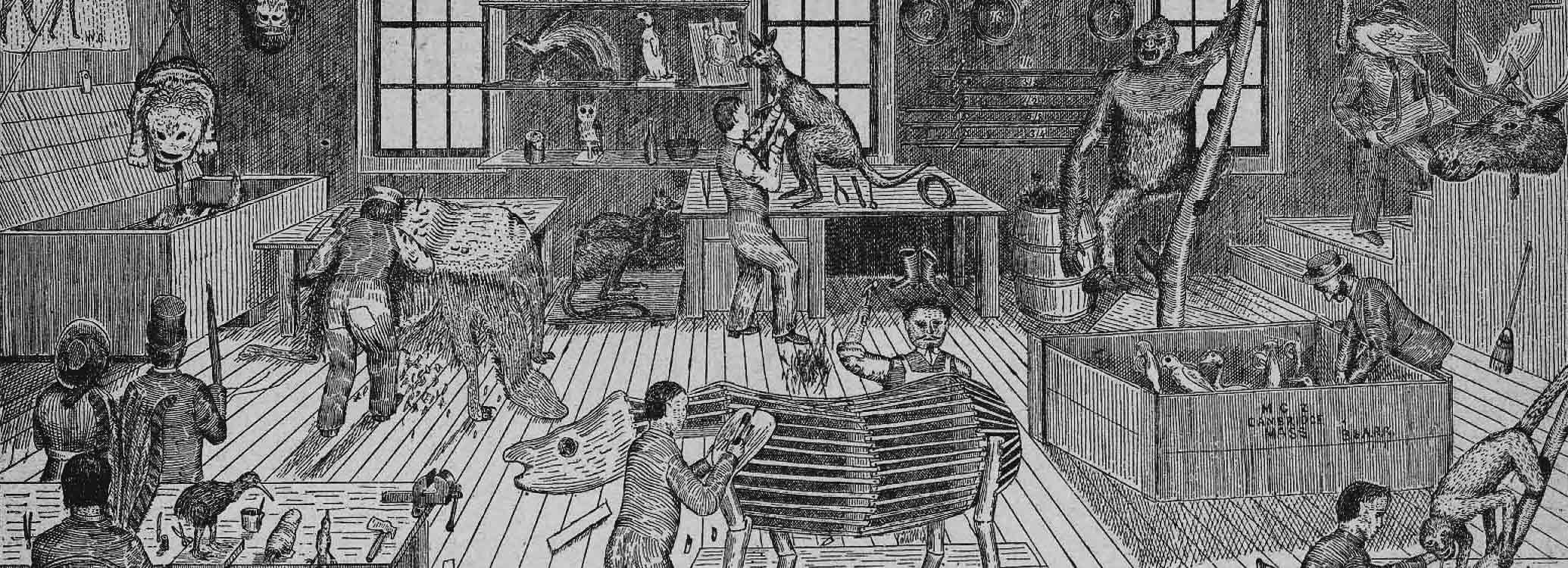 Ward's Natural Science Establishment, Rochester, late 19th century